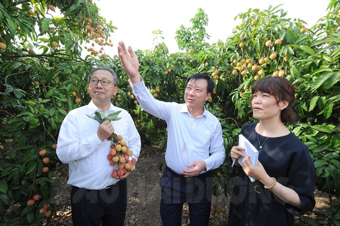 [Video] Japanese ambassador delegation visits ancestral lychee tree in Thanh Ha